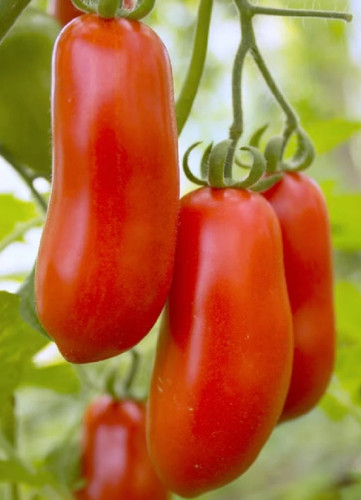 Graines tomate hugo - de,