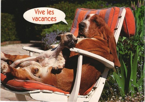 Cpa basset hound dog - cpa,