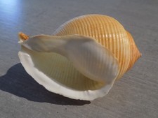 Coquillage :  NEW CASSIDAE