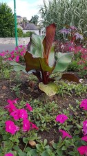 Musa maurelii / Ensete