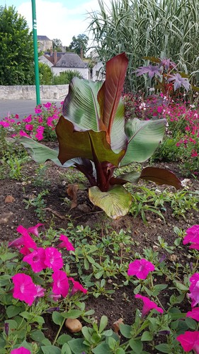 Musa maurelii ensete - musa,