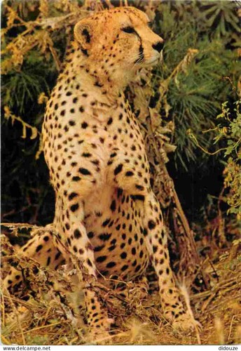 Carte postale animaux - postale,