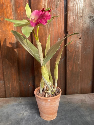 Magnifique tige orchidée - magnifique, d'orchidée