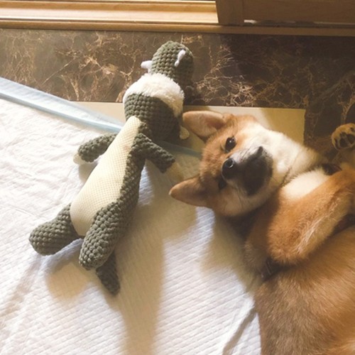 Jouet peluche chien chiot - jouet,