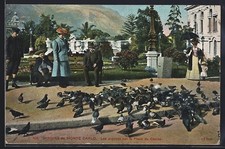 CPA Monte Carlo, Les pigeons sur la palce du Casino 
