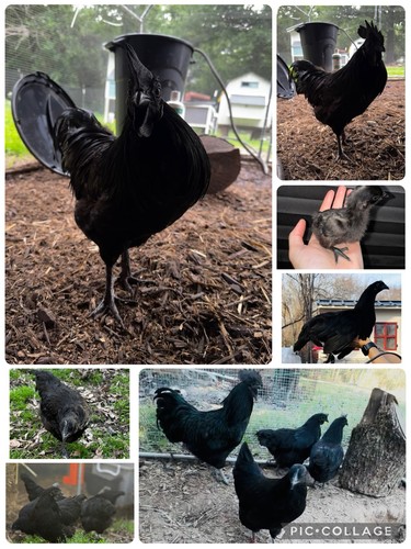 Ayam cemani fertile - ayam,