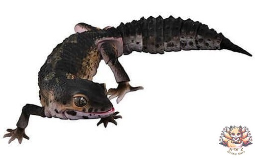 Leopard gecko chevalier noir - gecko,