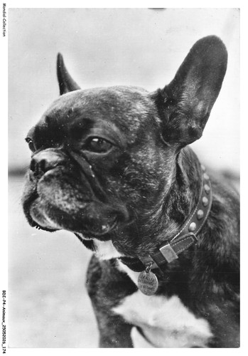 Bdip4 0329 animals dogs - bdip4-0329-animals,