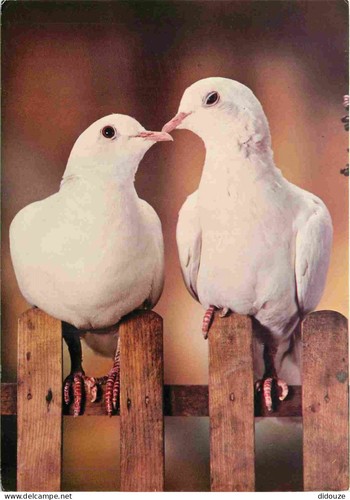 Carte postale animaux - carte,