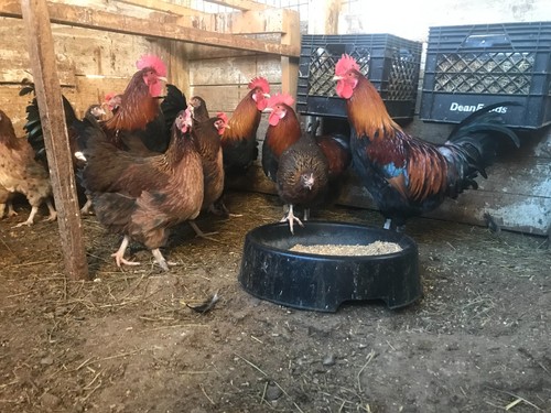 Golden salmon marans - 10++,