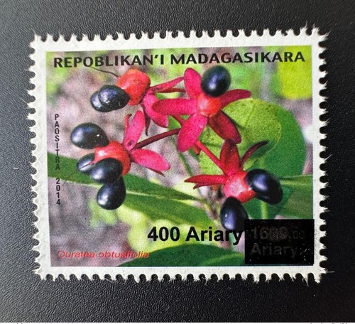 Madagascar 2023 fleur - 2023, flower