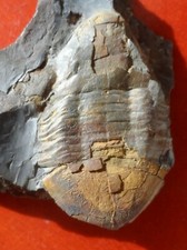 TRILOBITE ORDOVICIEN DE LA