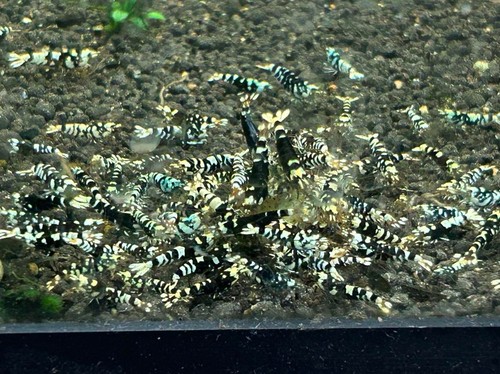 Lot crevettes - lot,