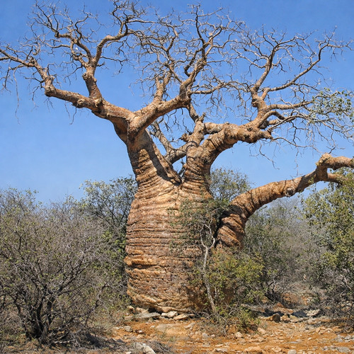Adansonia fony seeds graines - adansonia,