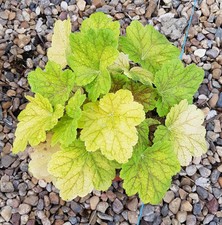 Heuchera x hybrida 'Electra' / Heuchère hybride jaune veiné rouge / Conteneur...