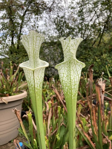 100 graines sarracenia - sarracenia, mix