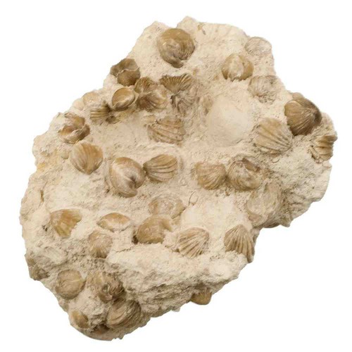 Gros bloc rhynchonelles - gros, de