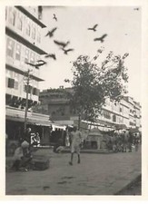 Photo - India - JAIPUR - Vultures come to get their food - Forma