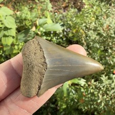 2.15” Green Hastalis Mako