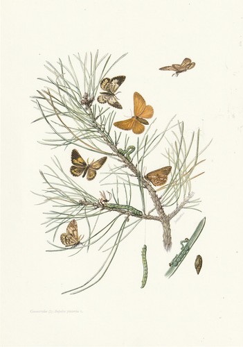 Board 116 natural history - board,