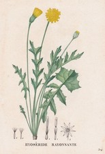 Fleur Hyoseris Radiata Gravure Botanique En Cuivre Saint-Hilaire