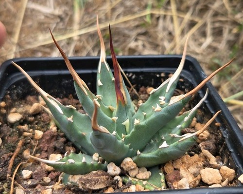 Agave utahensis eborispina - utahensis,