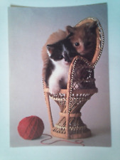 Cpm 2 Kittens in a Wicker Chair