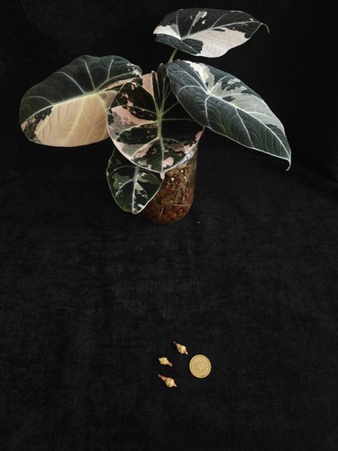 Bulbilles alocasia variegata - bulbilles,