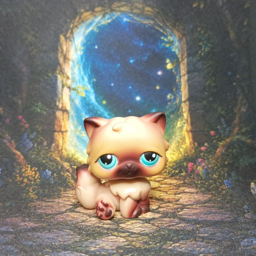 Chat persan littlest - persan,