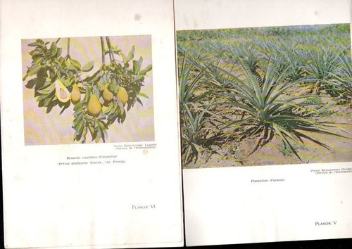 Livre plantes fruitières - livre,