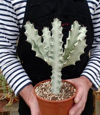 EUPHORBIA WHITE GHOST  plante grasse succulente succulento caudex euphorbe