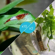 Lot de 10 Crevettes Rili