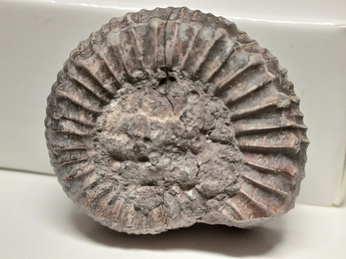 Ammonite catacoeloceras - ammonite,