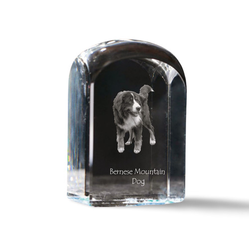 Berner bernois dürrbächler - bernois,,