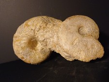 Ammonite Tragophylloceras Et