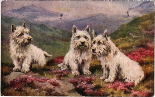 Cpa westies dogs - dogs, (1505418)