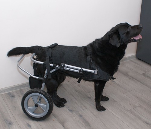 Chariot pour les - chariot,
