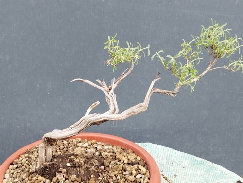 Bonsaï thym 34 cm - x,