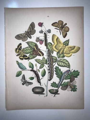 Butterflies moths entomology - moths,