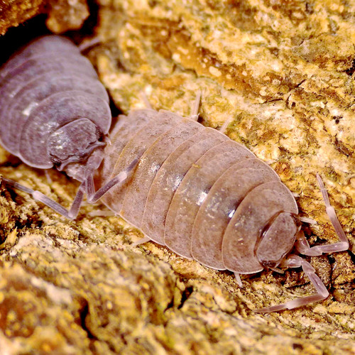 Porcellionides pruinosus 15 - porcellionides, ×15