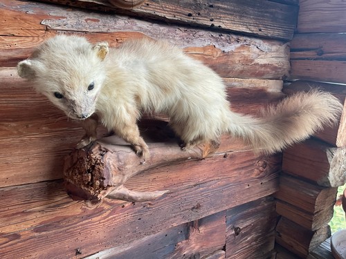 Taxidermie fouine belette - -,