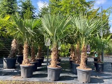Trachycarpus Fortunei -