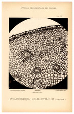 Louis Olivier (atelier Nadar), Photographie Scientifique, Philodendron Houlletia