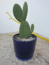 Opuntia Titania