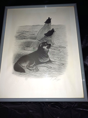 Lorenzo fracchetti chien husky - fracchetti,