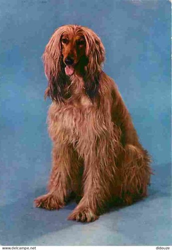 Carte postale animaux - postale,