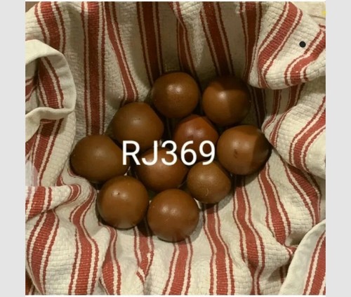 French black copper - ♡french, marans