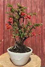 BONSAÏ COGNASSIER DU JAPON