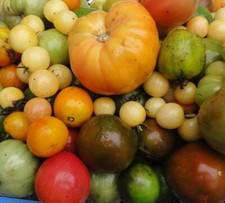 20 GRAINES DE TOMATES BIO