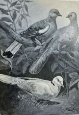 1888 Doves Turtle Dove King Dove White Headed Dove Passenger Pigeon